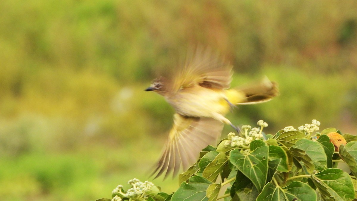 White-browed Bulbul - ML626564165