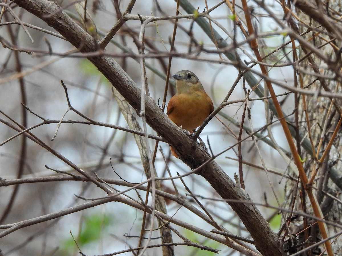 White-lored Spinetail - ML626564173