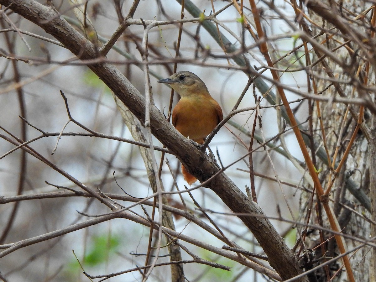 White-lored Spinetail - ML626564176