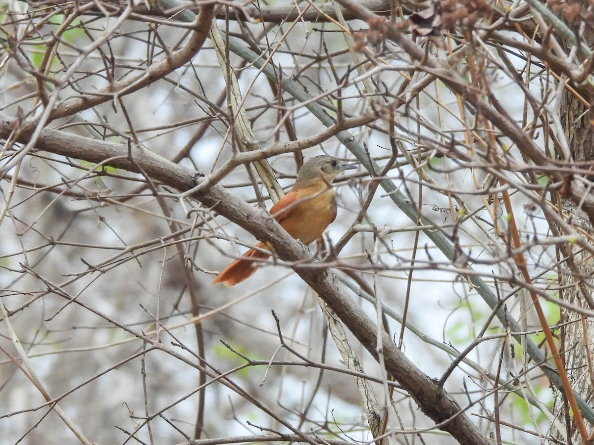 White-lored Spinetail - ML626564179