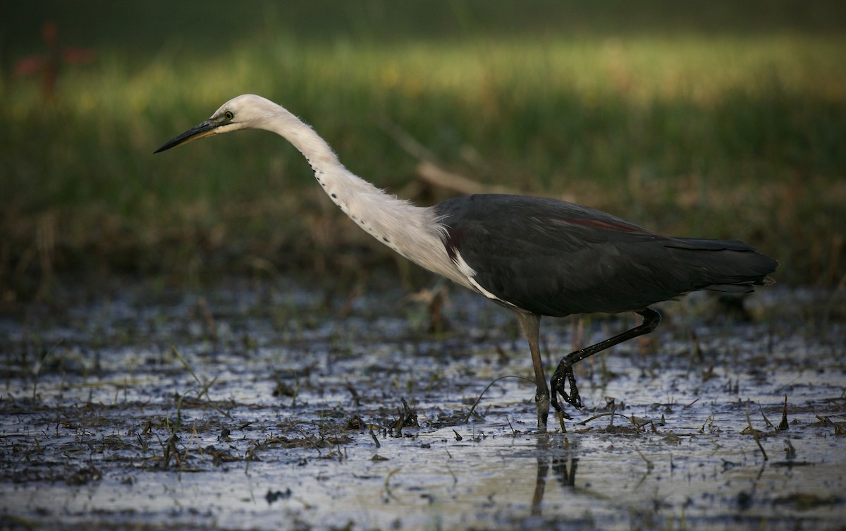 Pacific Heron - ML626564181