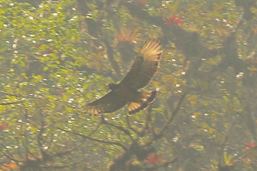 Black-and-chestnut Eagle - ML626564883