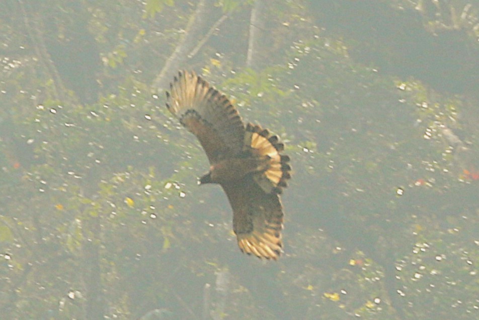 Black-and-chestnut Eagle - ML626564933