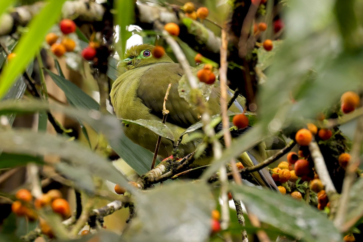 Sumatran Green-Pigeon - ML626565018