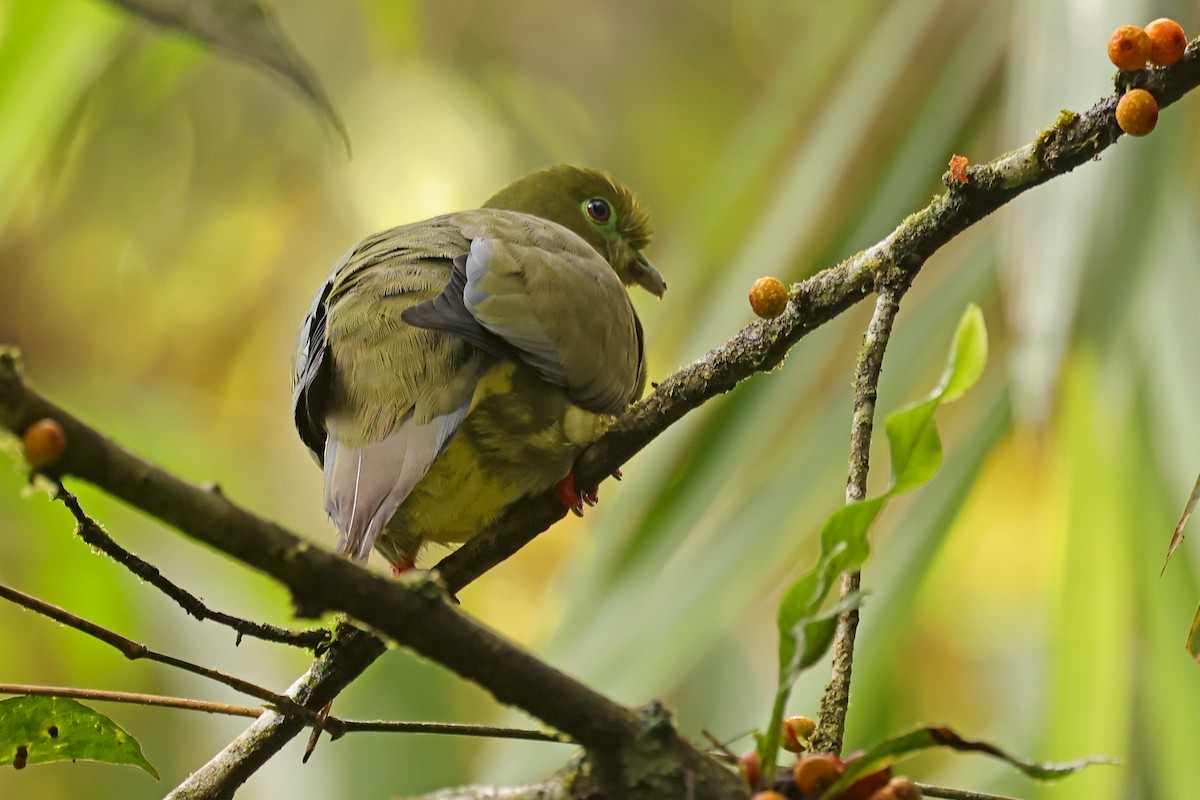 Sumatran Green-Pigeon - ML626565022