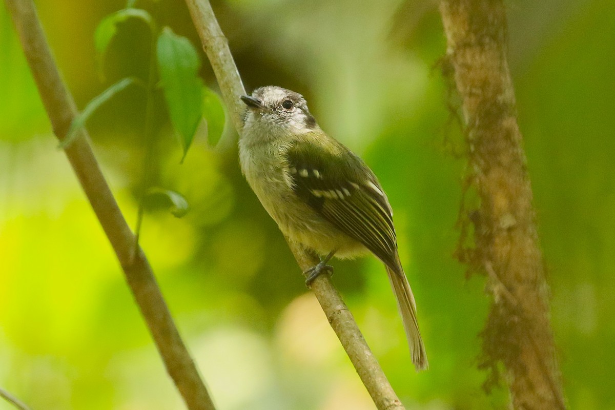 Marble-faced Bristle-Tyrant - ML626565084