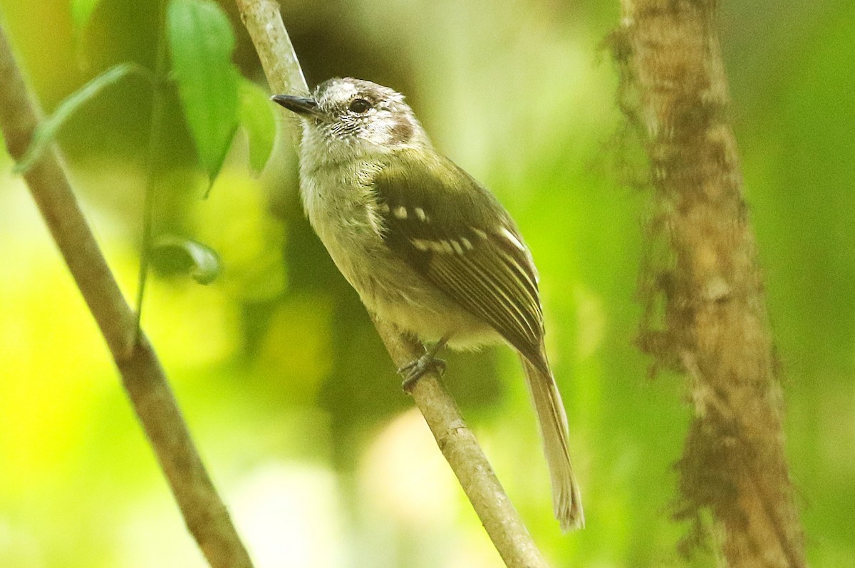 Marble-faced Bristle-Tyrant - ML626565114
