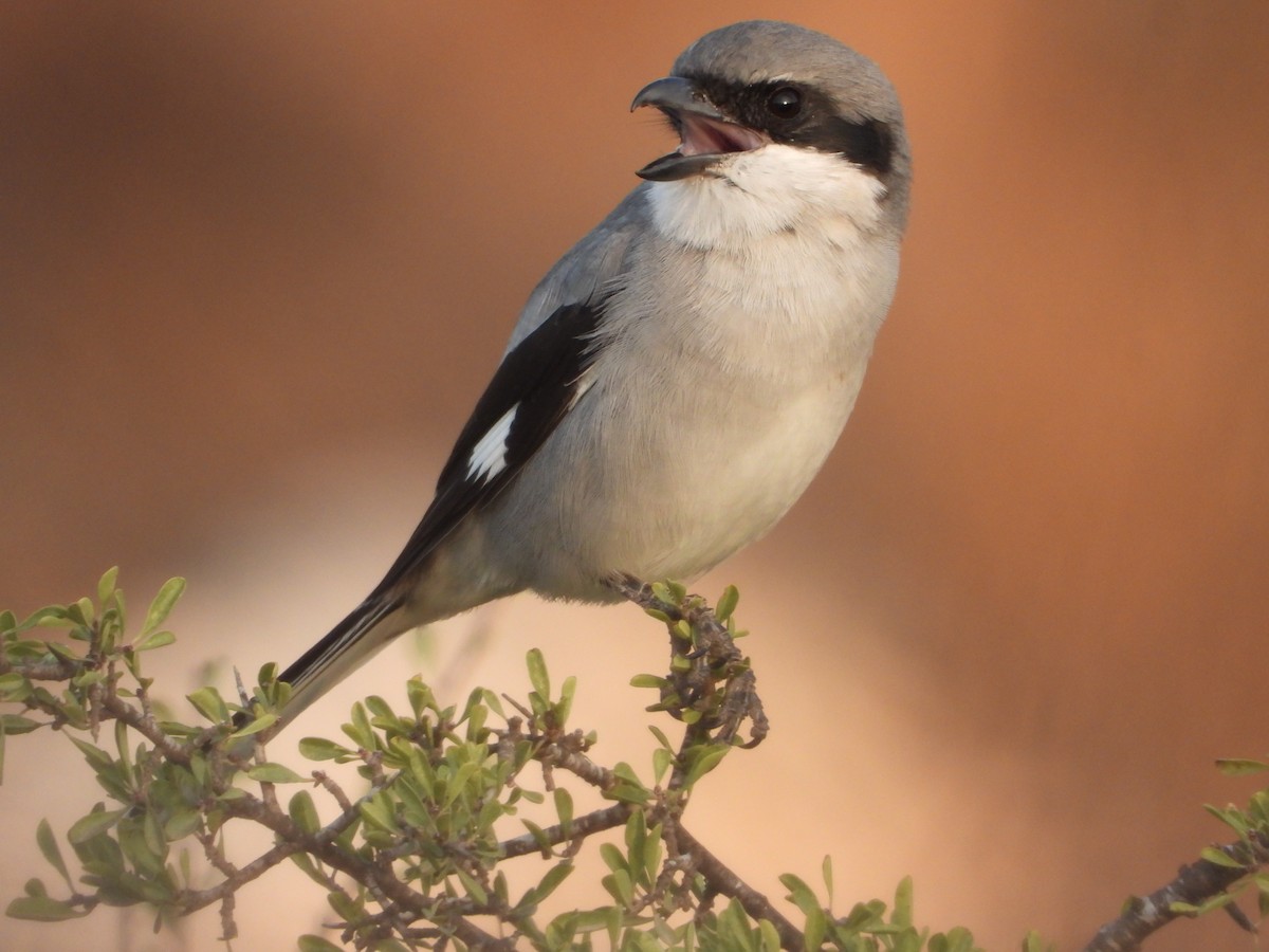 Great Gray Shrike - ML626565527