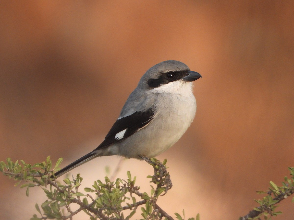 Great Gray Shrike - ML626565531