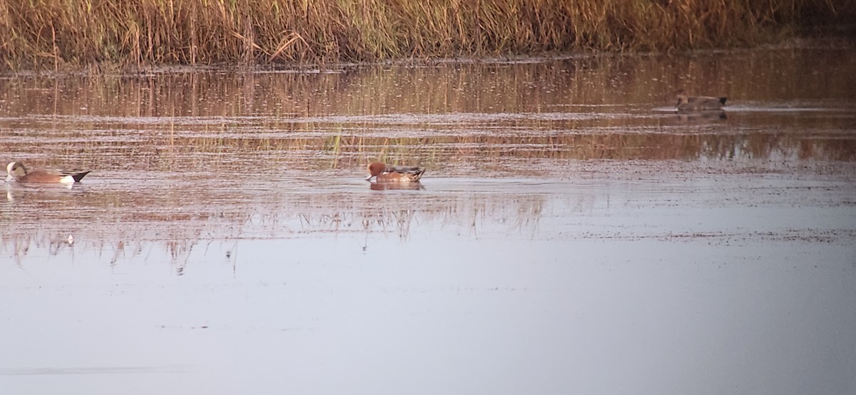 Eurasian Wigeon - ML626565534