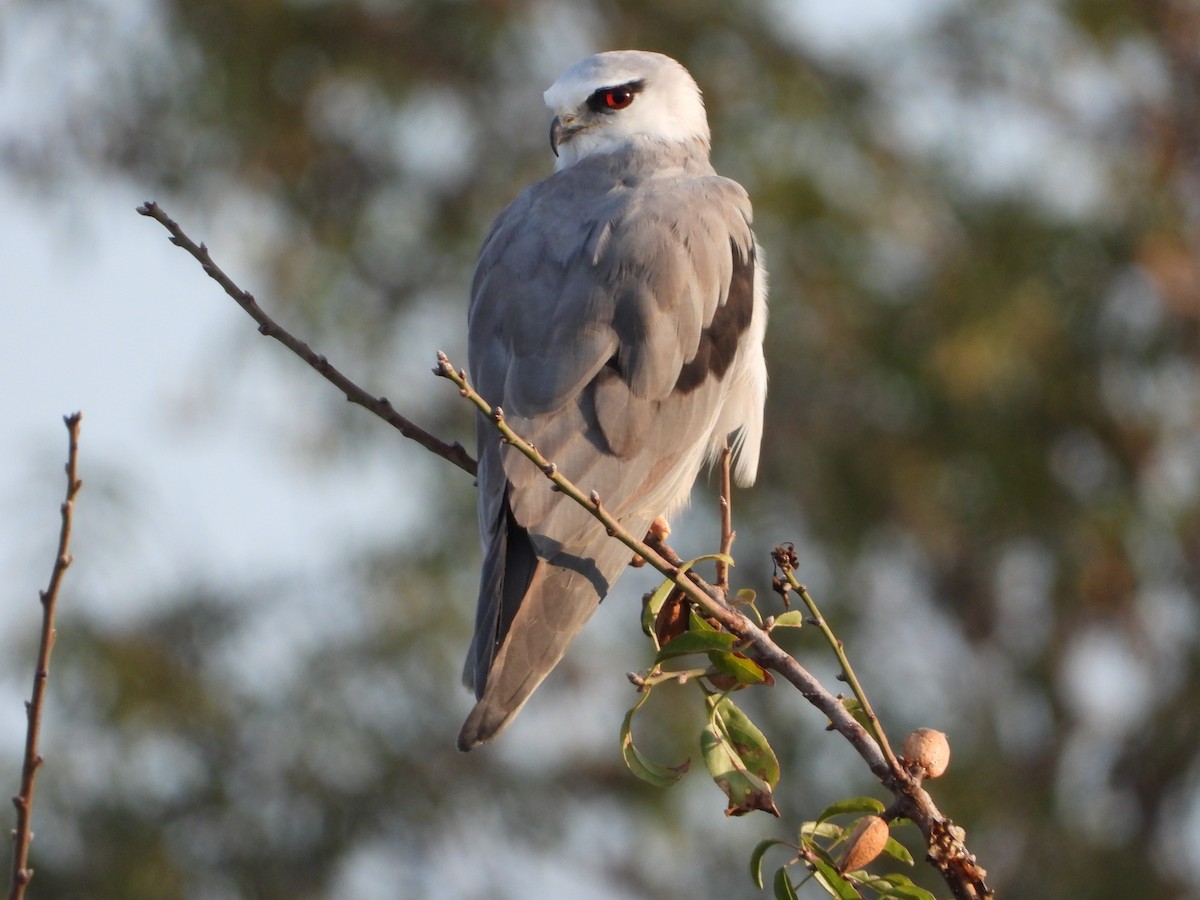 Black-winged Kite - ML626565539