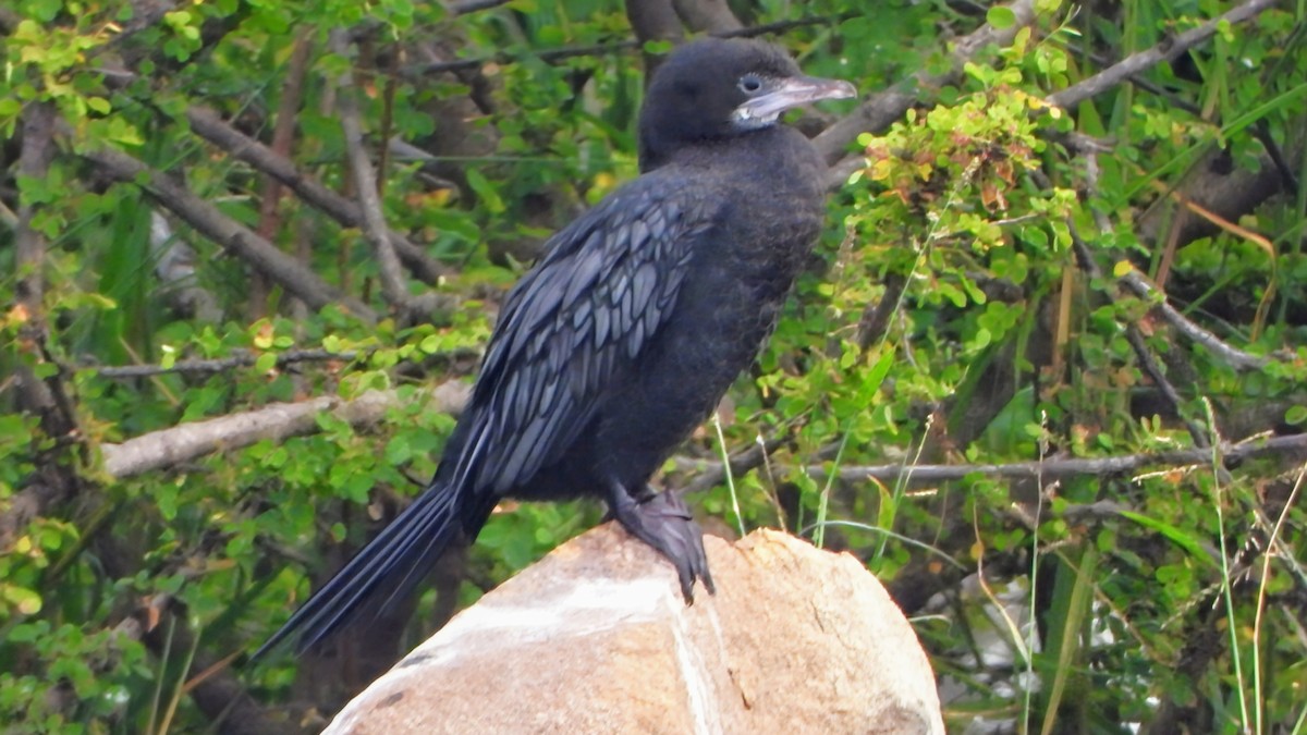Kara Küçük Karabatak - ML626565574