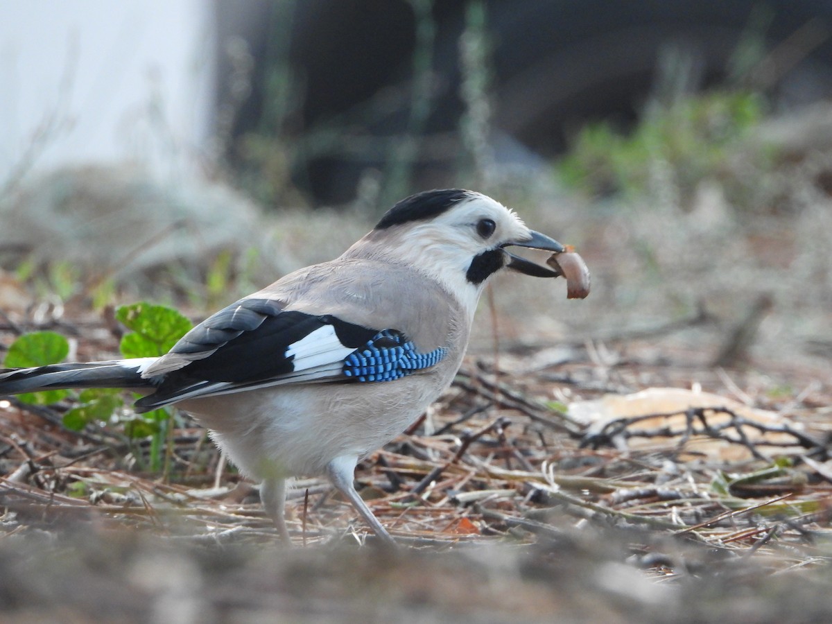 Eurasian Jay - ML626565635