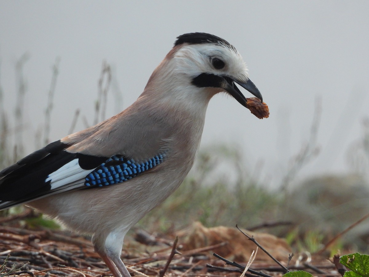 Eurasian Jay - ML626565636