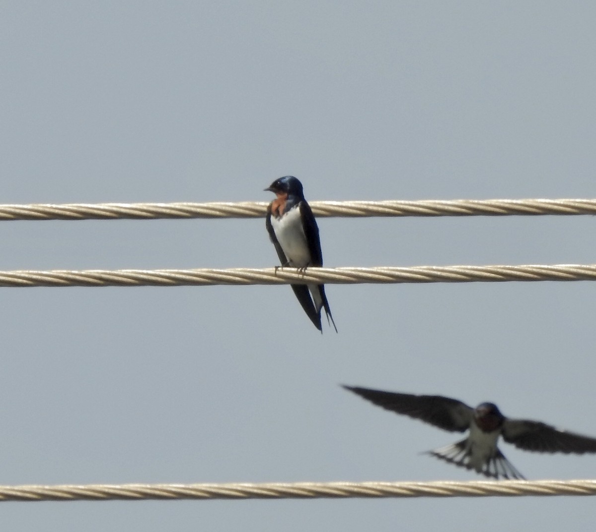 Red-chested Swallow - ML626565904