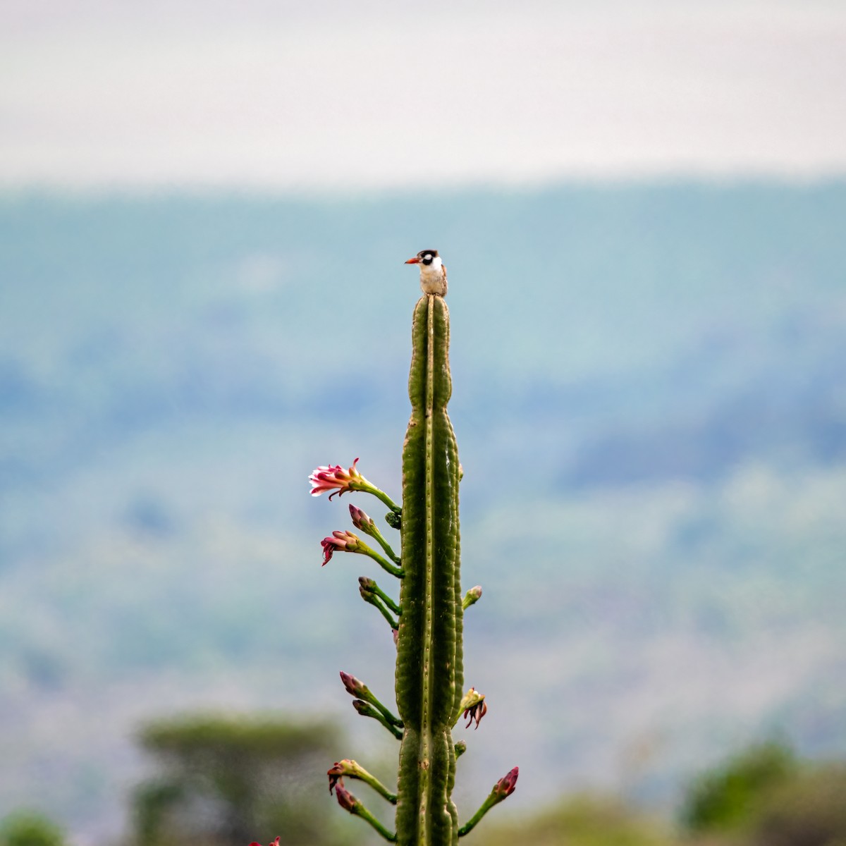 White-eared Puffbird - ML626566036