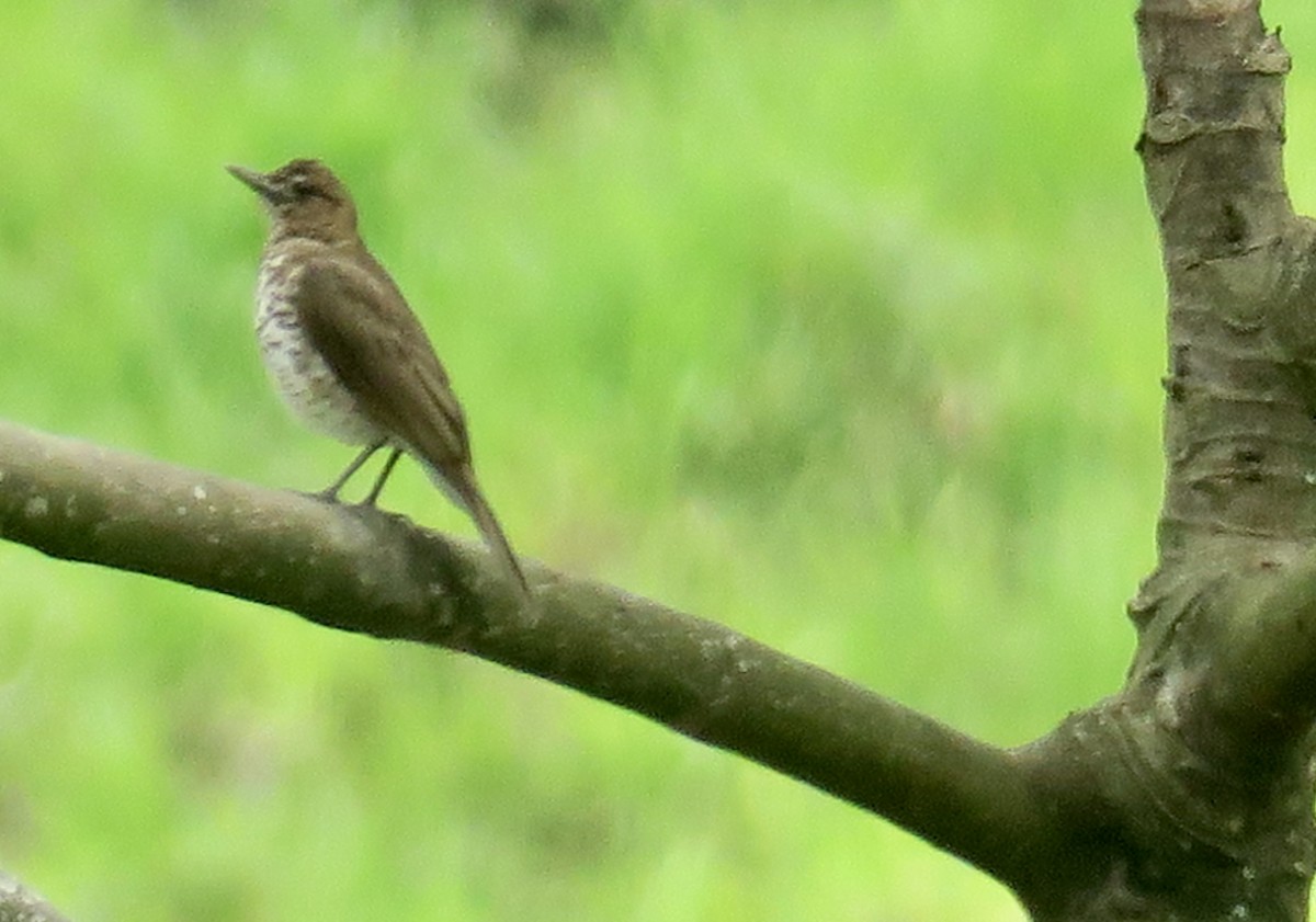 Marañon Thrush - ML626566065