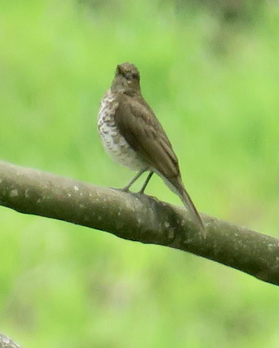 Marañon Thrush - ML626566066