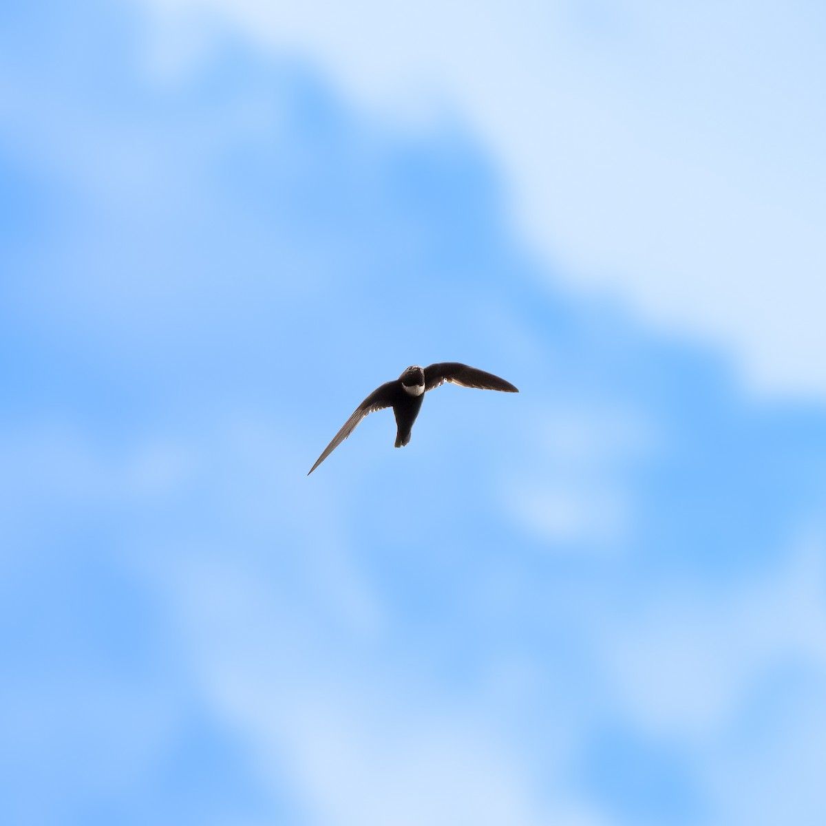 Biscutate Swift - ML626566118