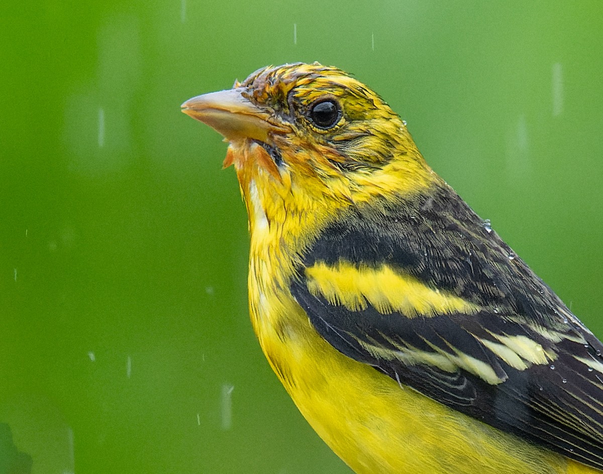 Western Tanager - ML626566164