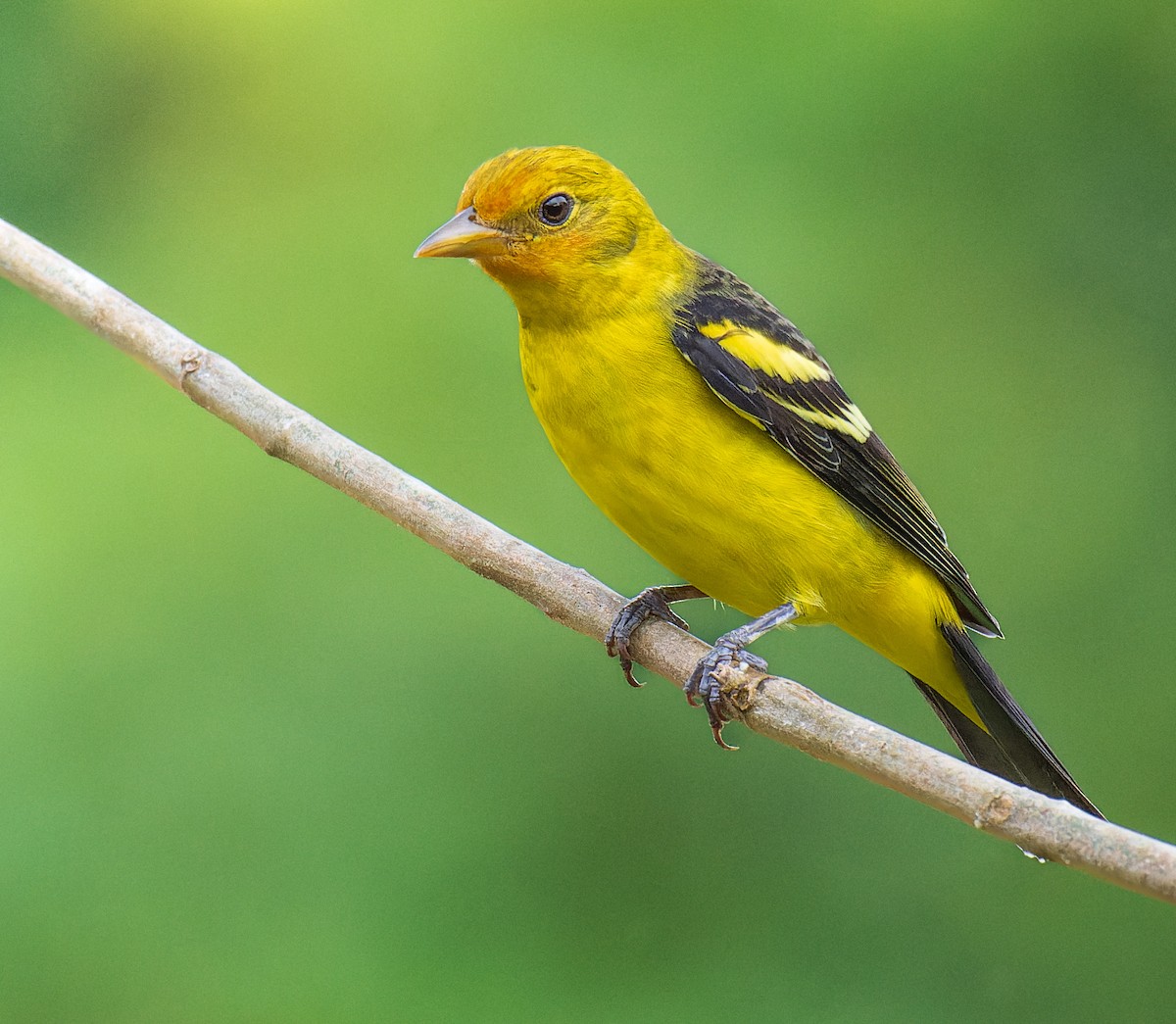 Western Tanager - ML626566165