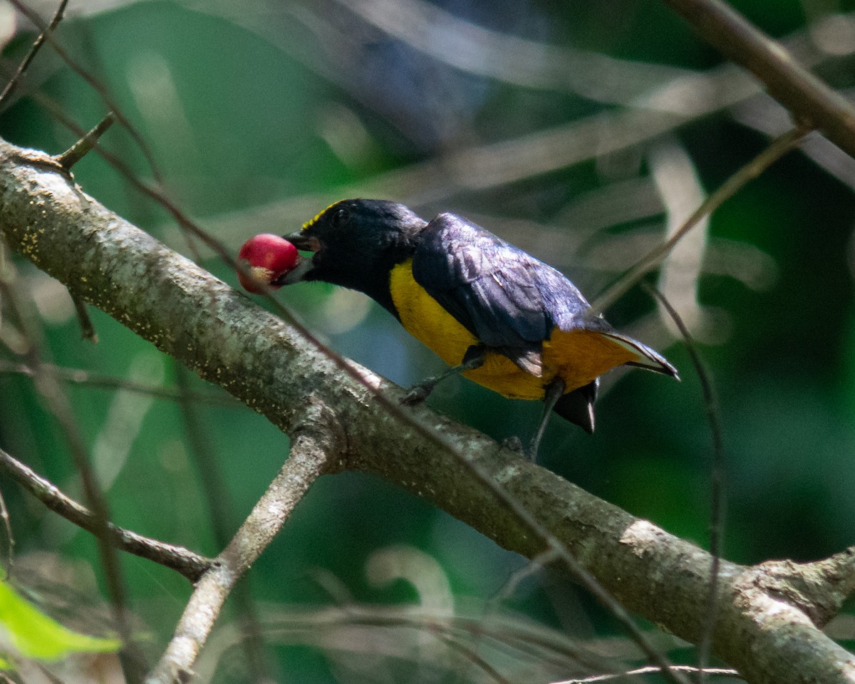 Fulvous-vented Euphonia - ML626566232