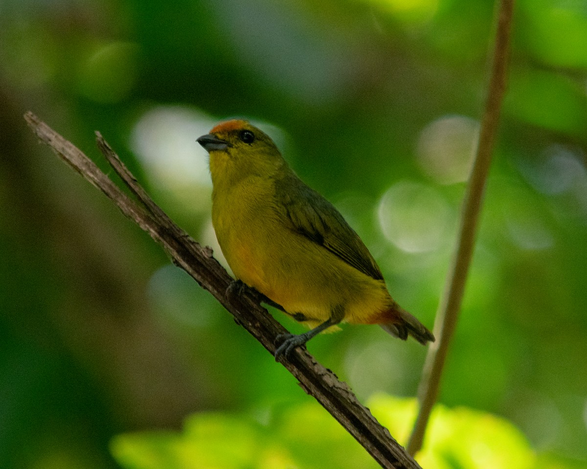 Fulvous-vented Euphonia - ML626566251