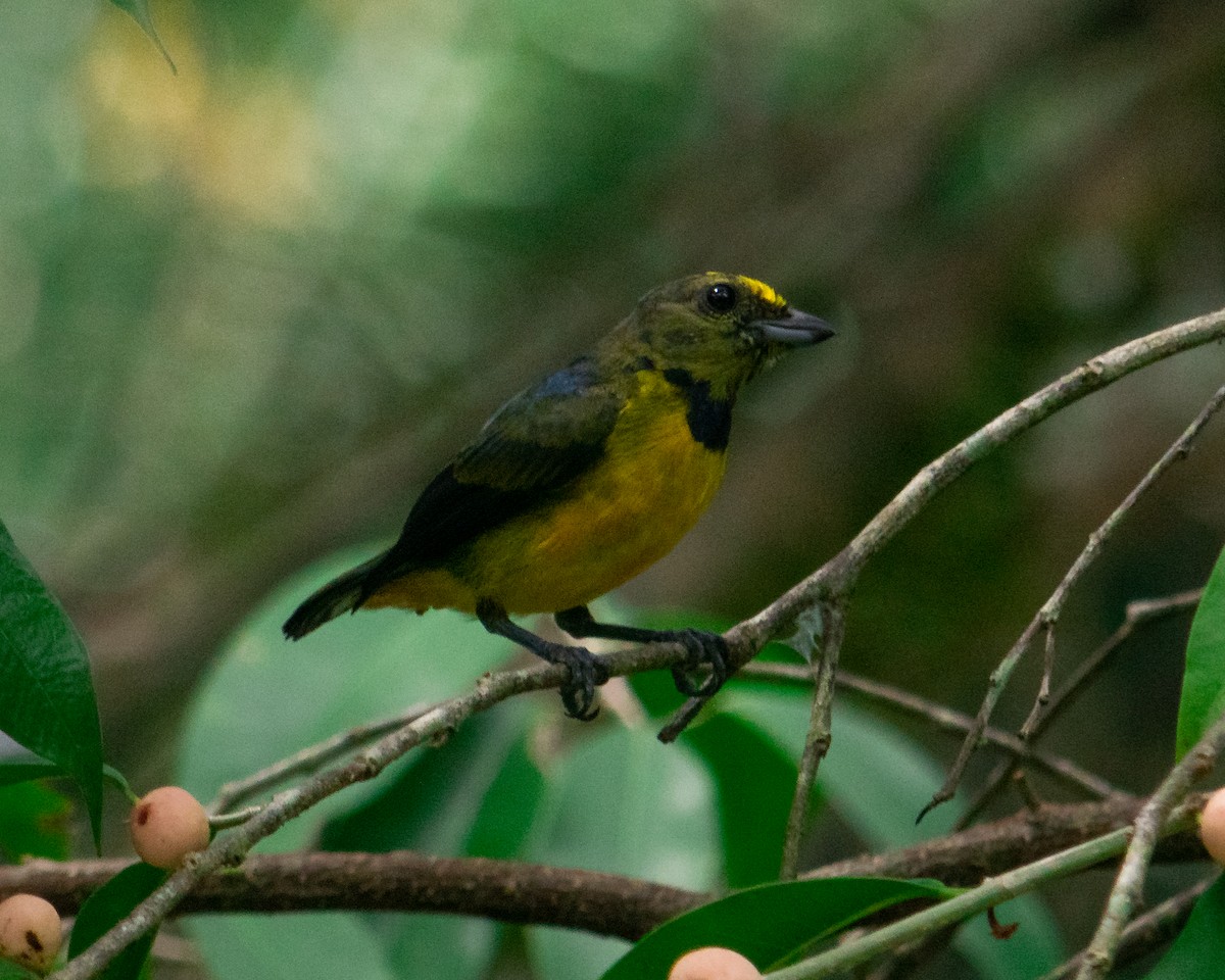 Fulvous-vented Euphonia - ML626566267