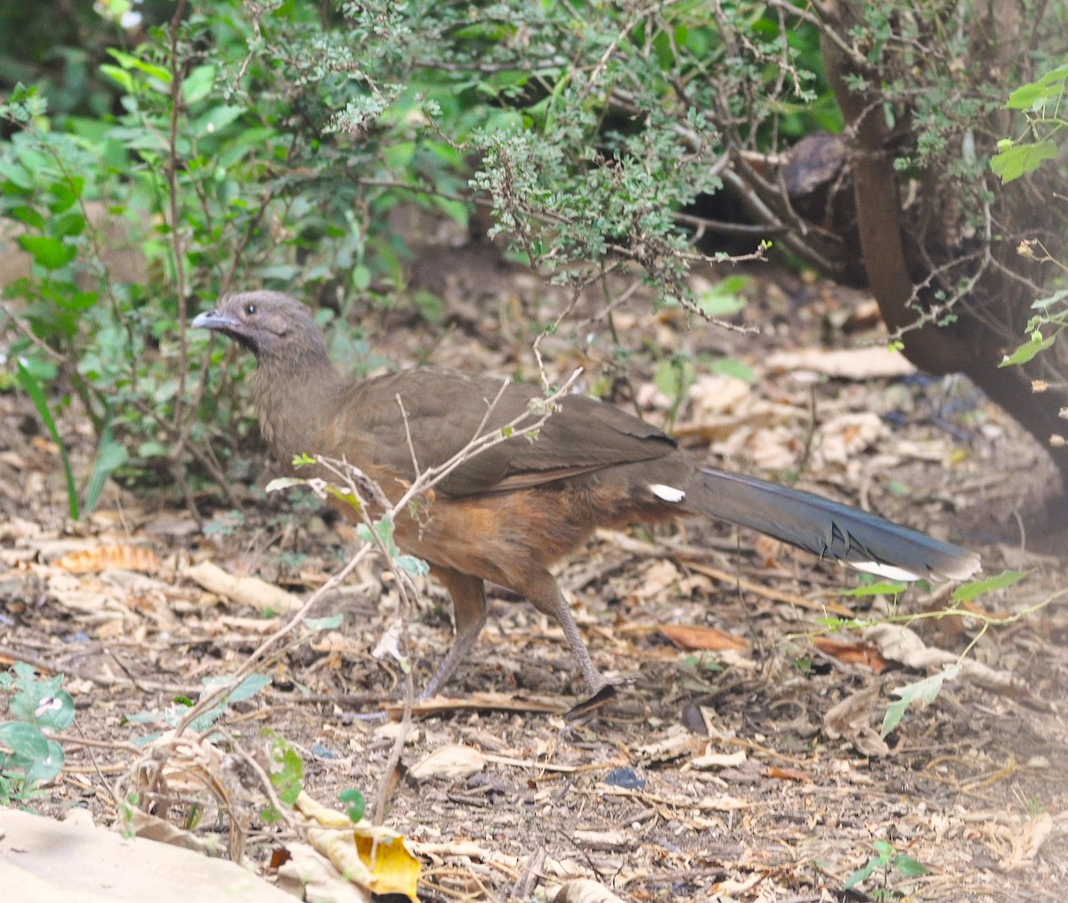 Plain Chachalaca - ML626566269