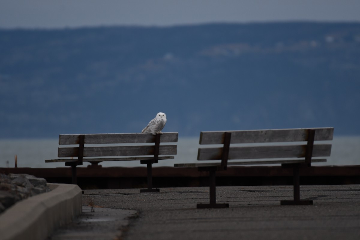 Snowy Owl - ML626566332