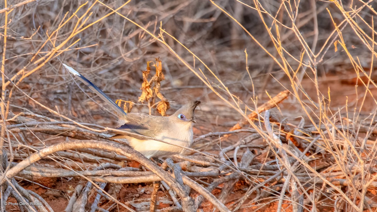 Verreaux's Coua - ML626566577