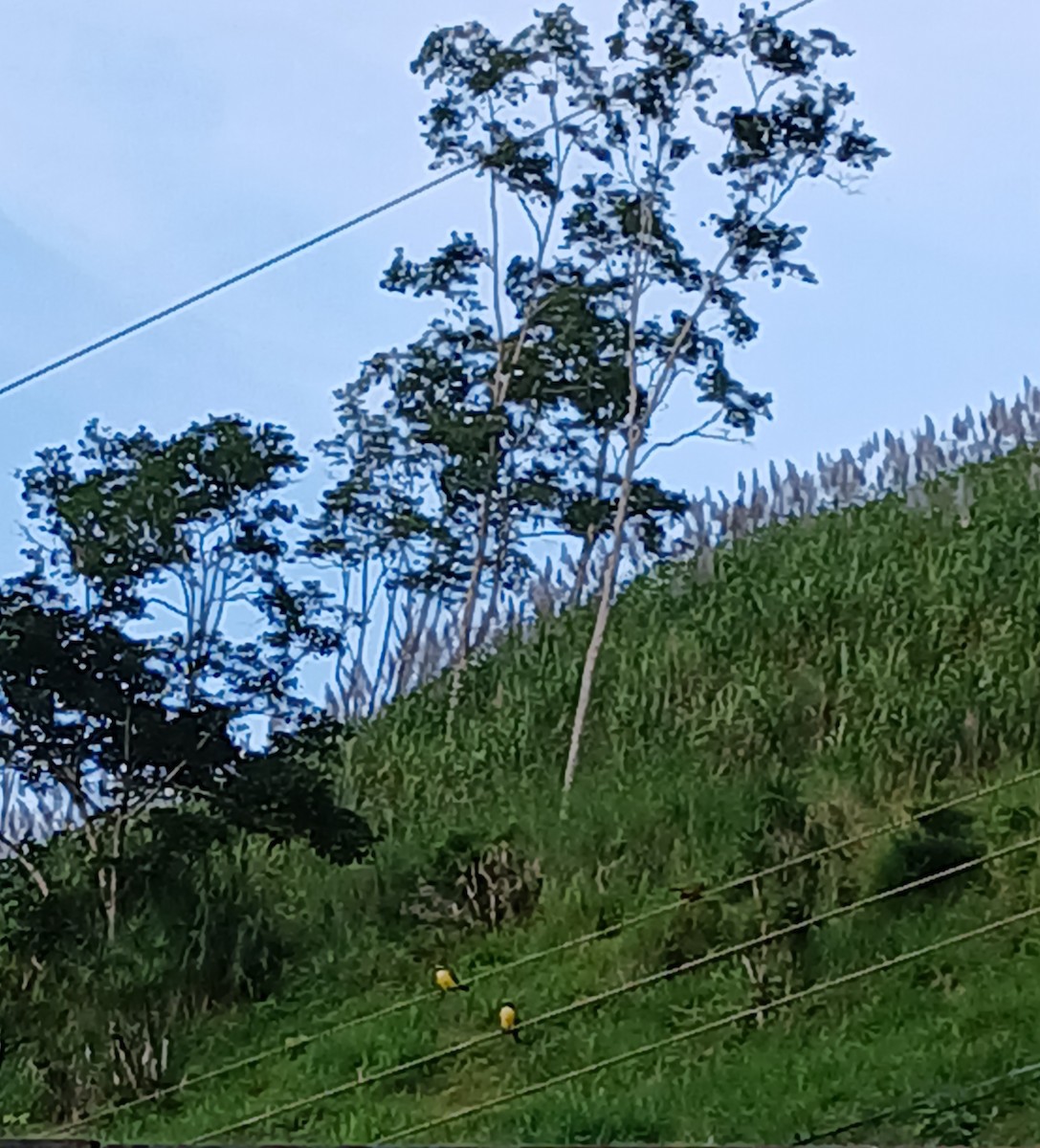 Social Flycatcher - ML626566694