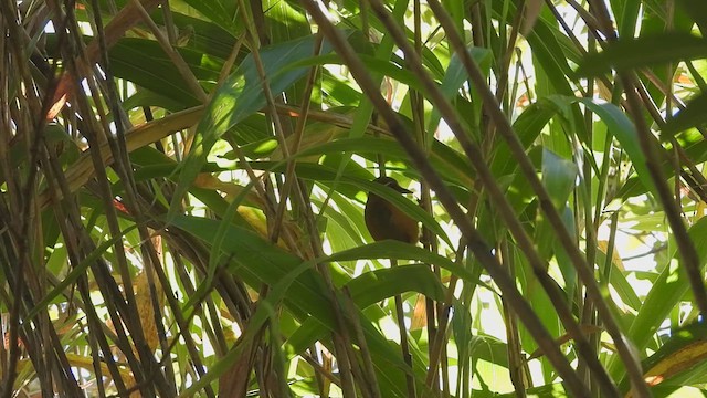 White-browed Piculet - ML626566773