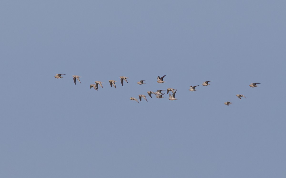 Spotted Sandgrouse - ML626566778