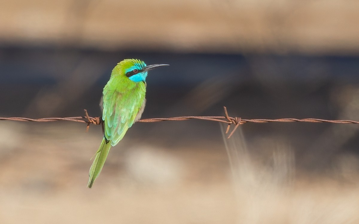 Arabian Green Bee-eater - ML626566786