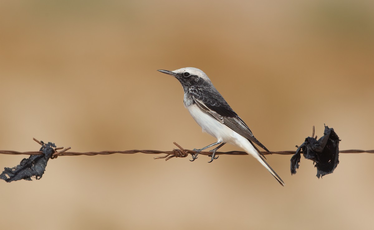 Hooded Wheatear - ML626566805