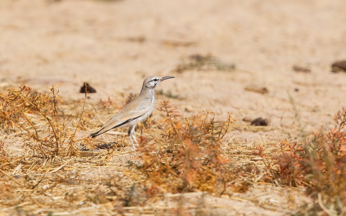 Greater Hoopoe-Lark - ML626566812