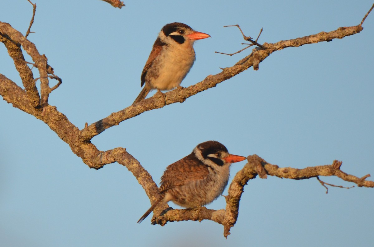 White-eared Puffbird - ML626567042