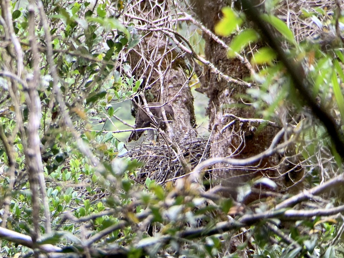 Henst's Goshawk - ML626567162