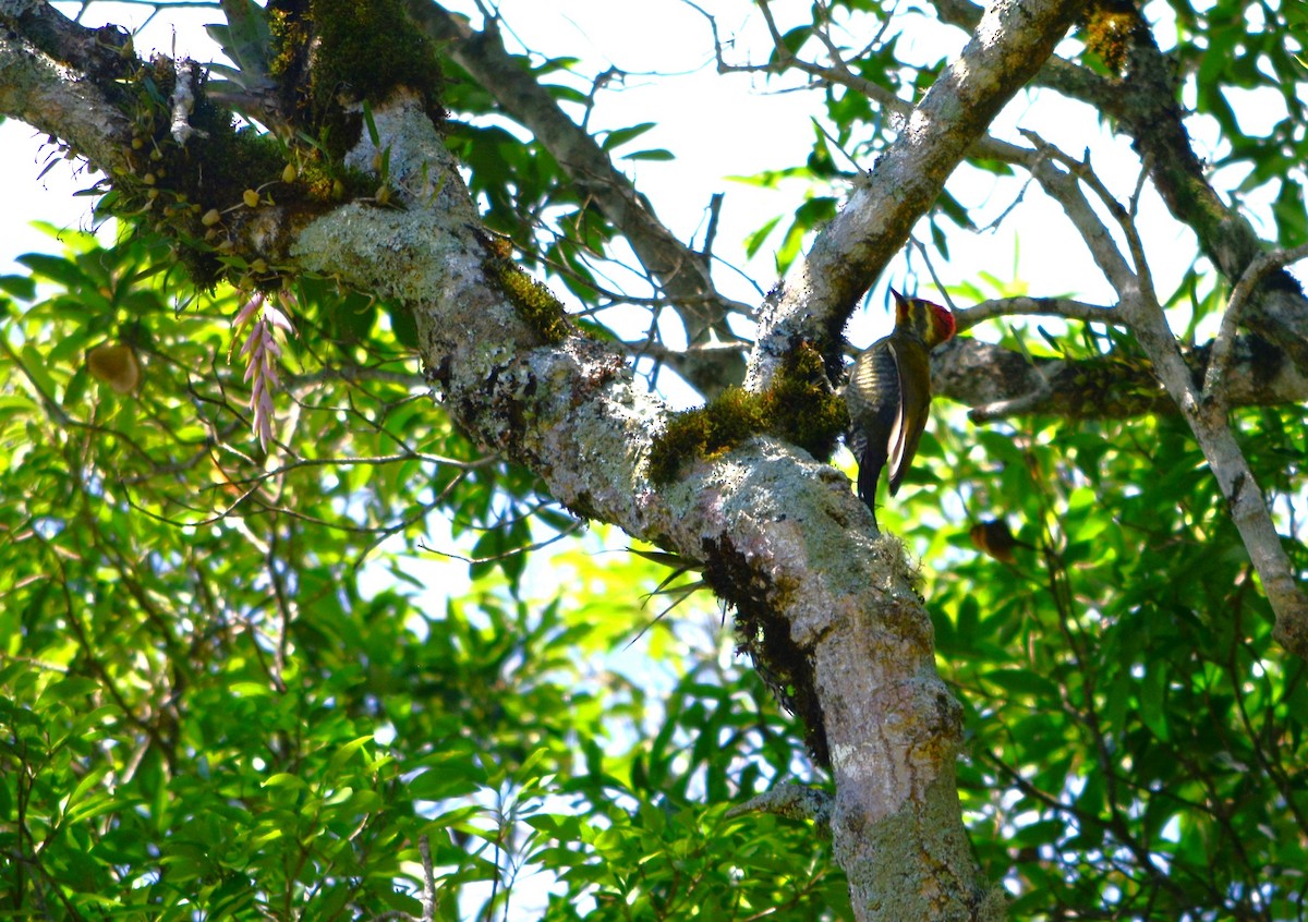 White-browed Woodpecker - João Gava Just