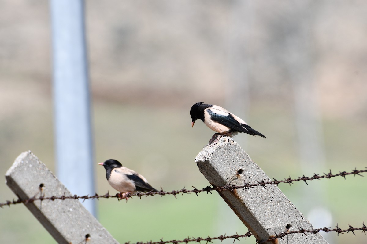 Rosy Starling - ML626567289