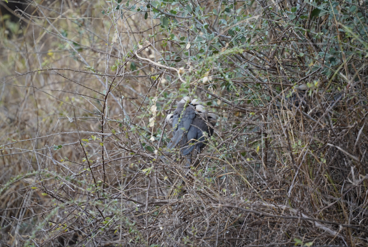 White-headed Mousebird - ML626567290