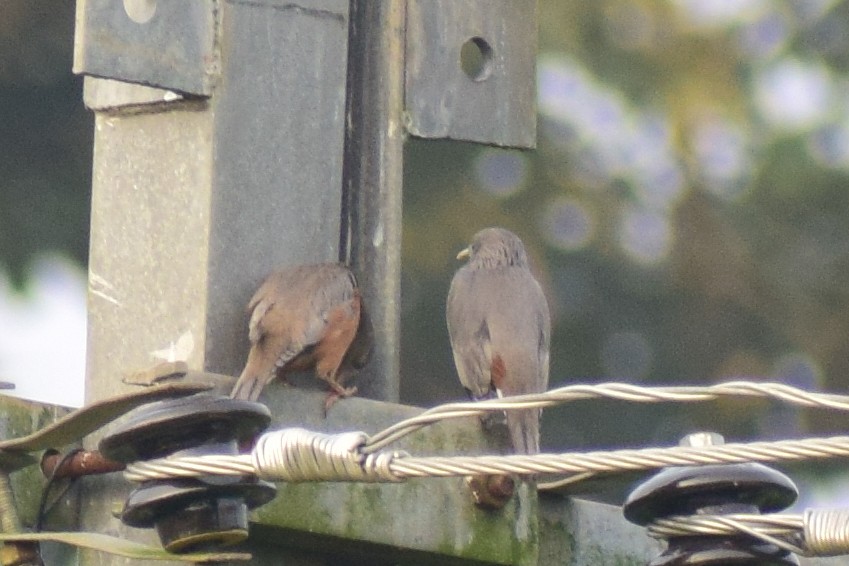 Chestnut-tailed Starling - ML626567293
