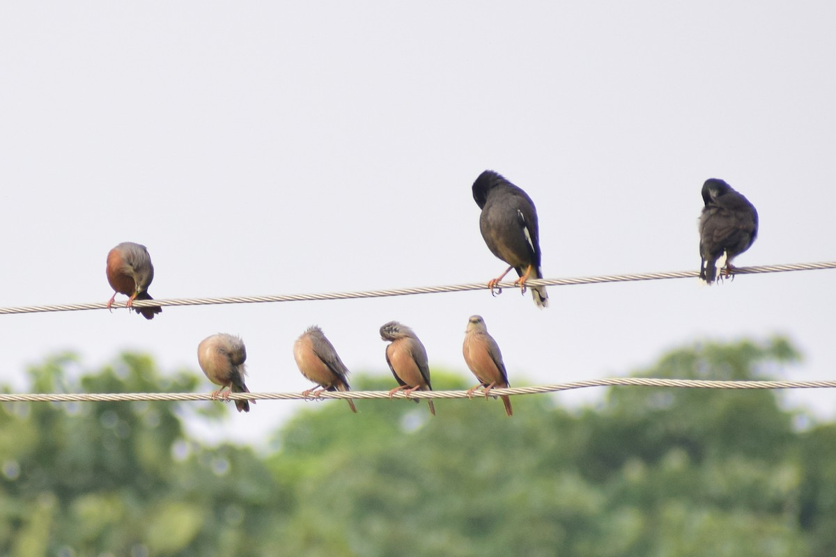 Chestnut-tailed Starling - ML626567294