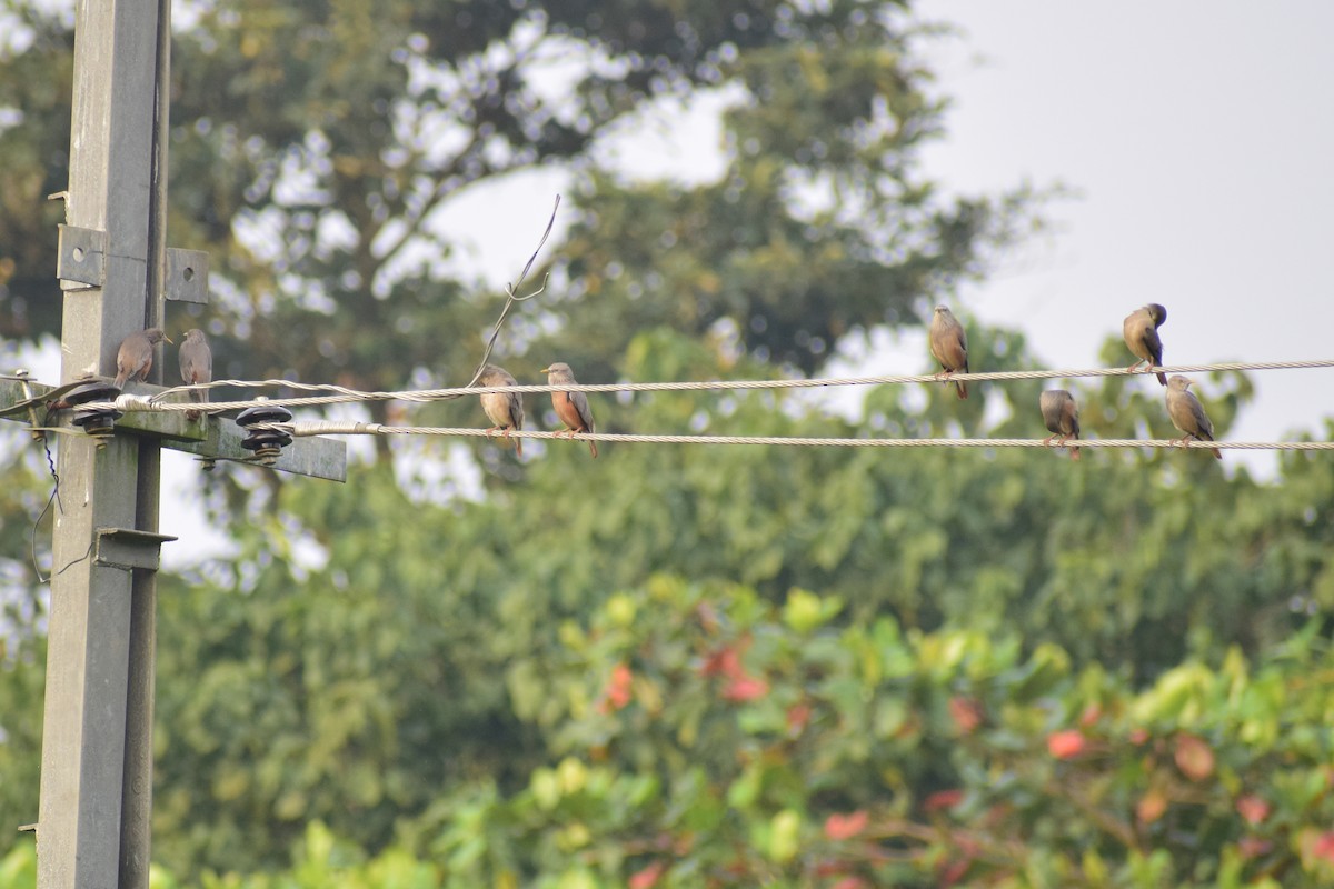 Chestnut-tailed Starling - ML626567295