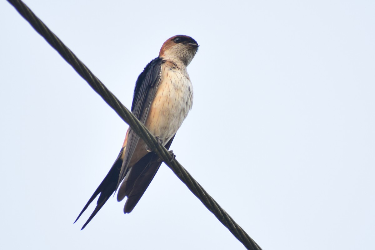 Монгол хараацай - ML626567298