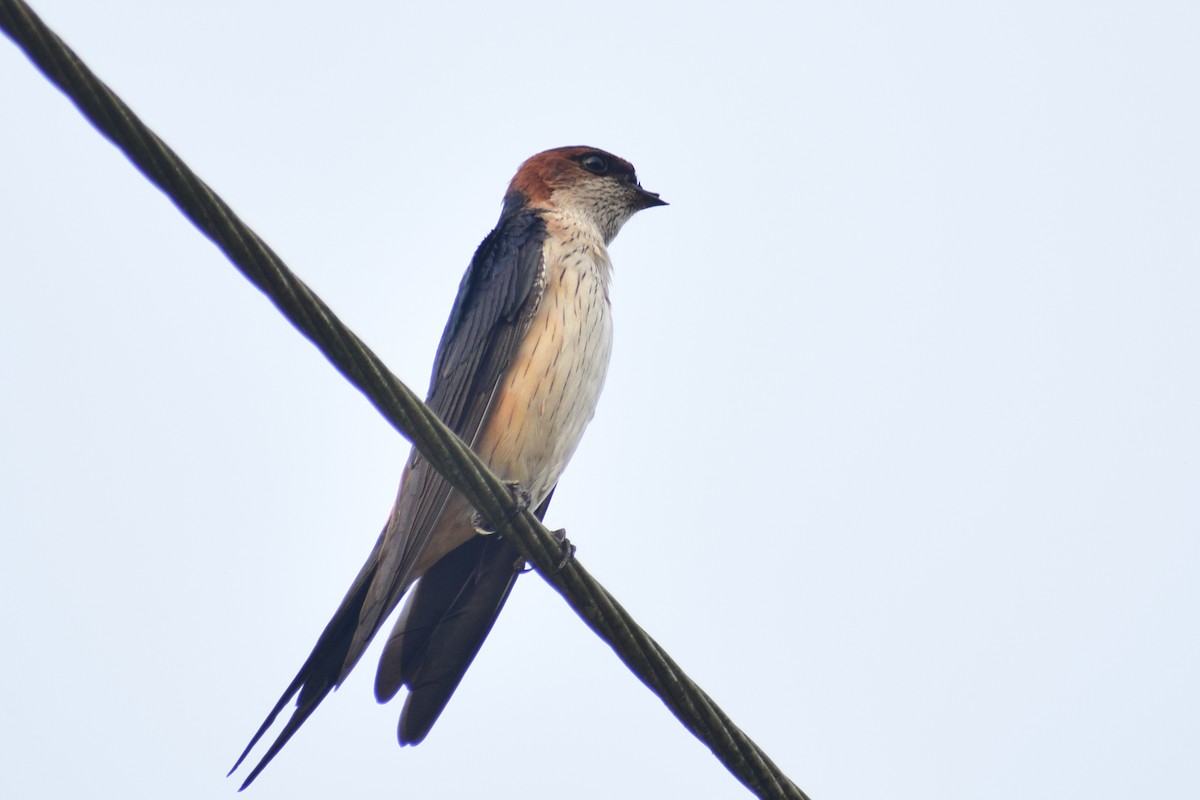 Монгол хараацай - ML626567299