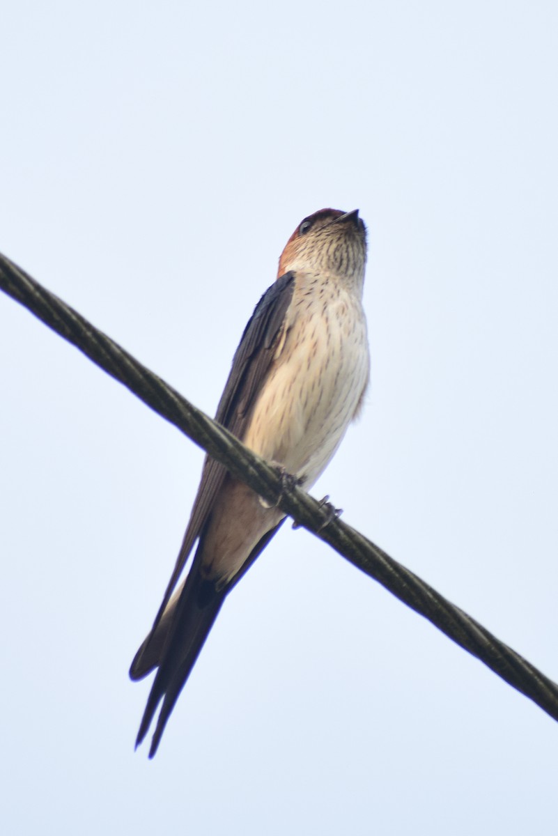 Монгол хараацай - ML626567300