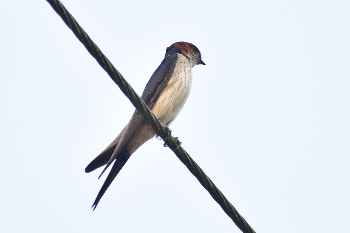 Монгол хараацай - ML626567301