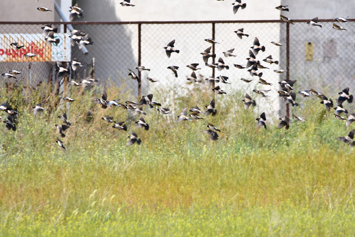 Rosy Starling - ML626567302